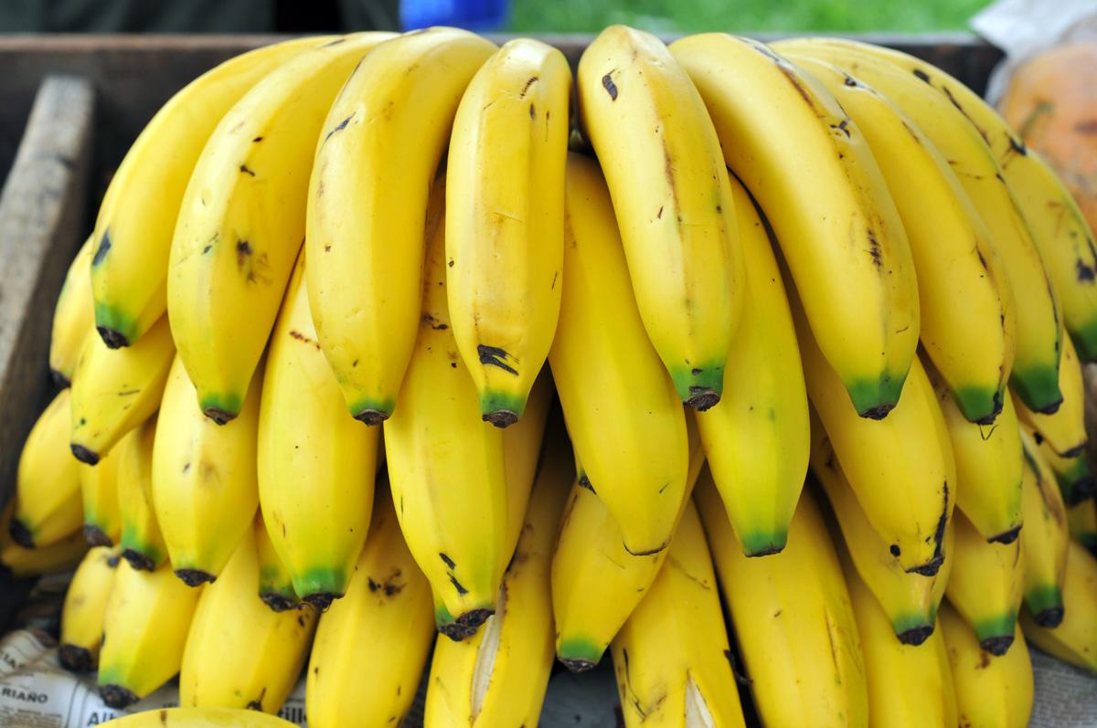 Banano: Banano Criollo